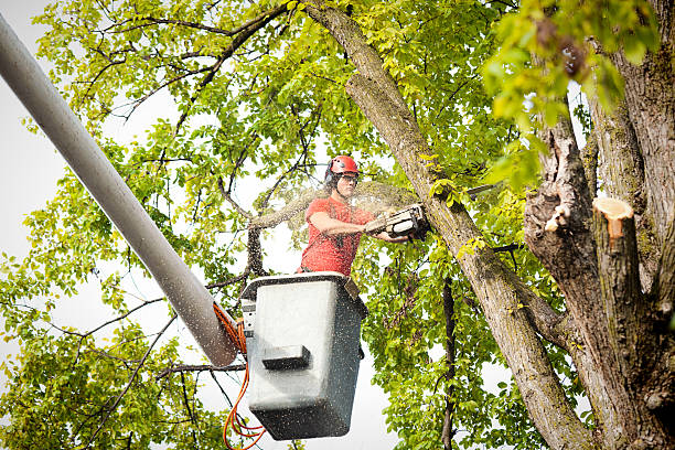 Best Tree Cabling and Bracing  in Old Forge, PA